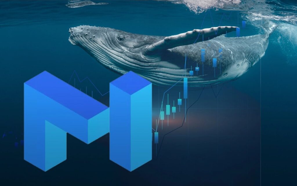 MATIC Soars 70 This Week as Whales Show Highest Accumulation Since November